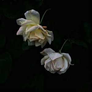 色综合视频在线
